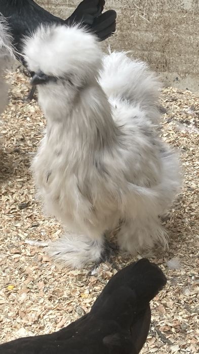 Matase japoneza 2024