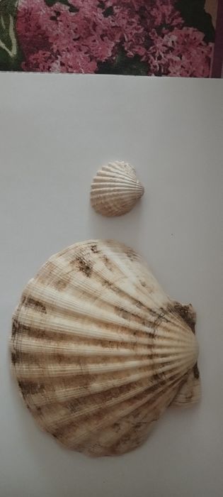 Scoica marina 15 cm