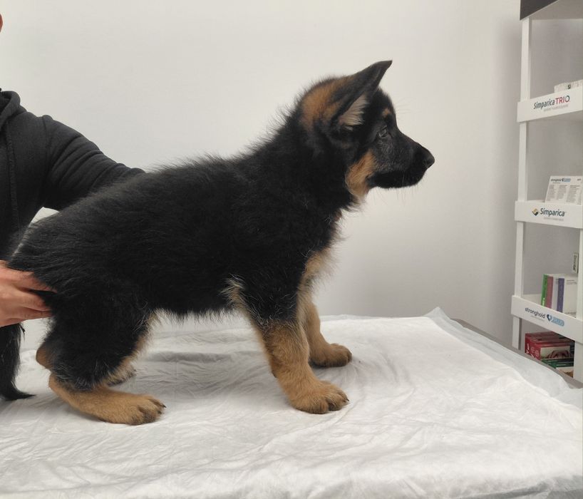 Немски Овчарки малки