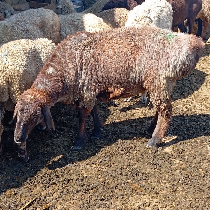 Кой токты тсек тусак семз бар