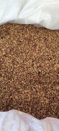 Продаем семена Эспарцет 
Сорт: Песчаный 
В Алматы на складе