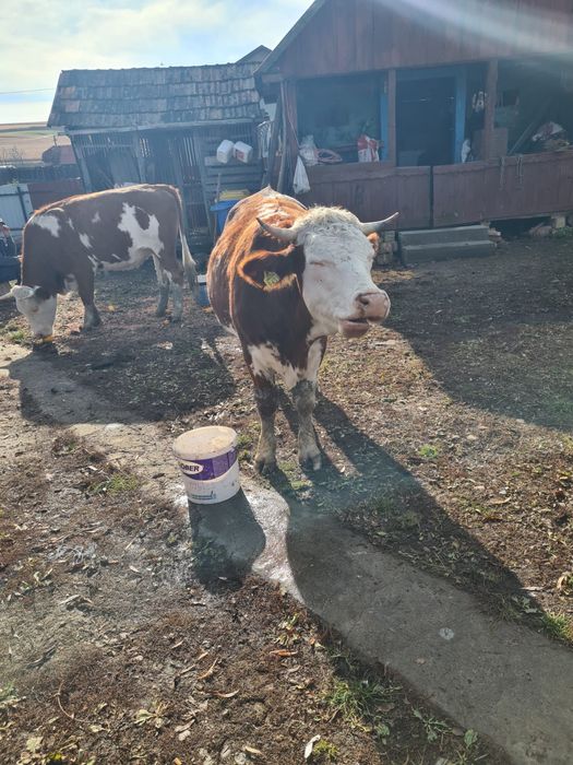 Vaci gestante de 6 luni