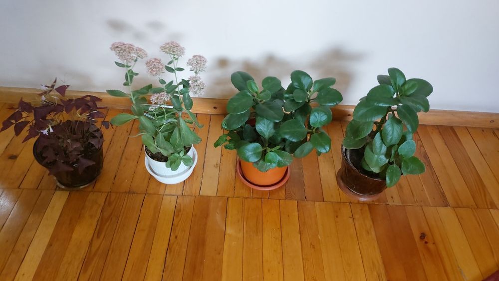 Комнатные цветы на любой вкус