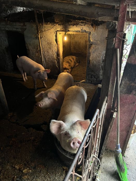 Anunt de vanzare pentru craciun