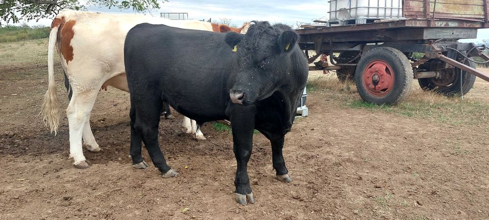 Tauras Aberden  Angus