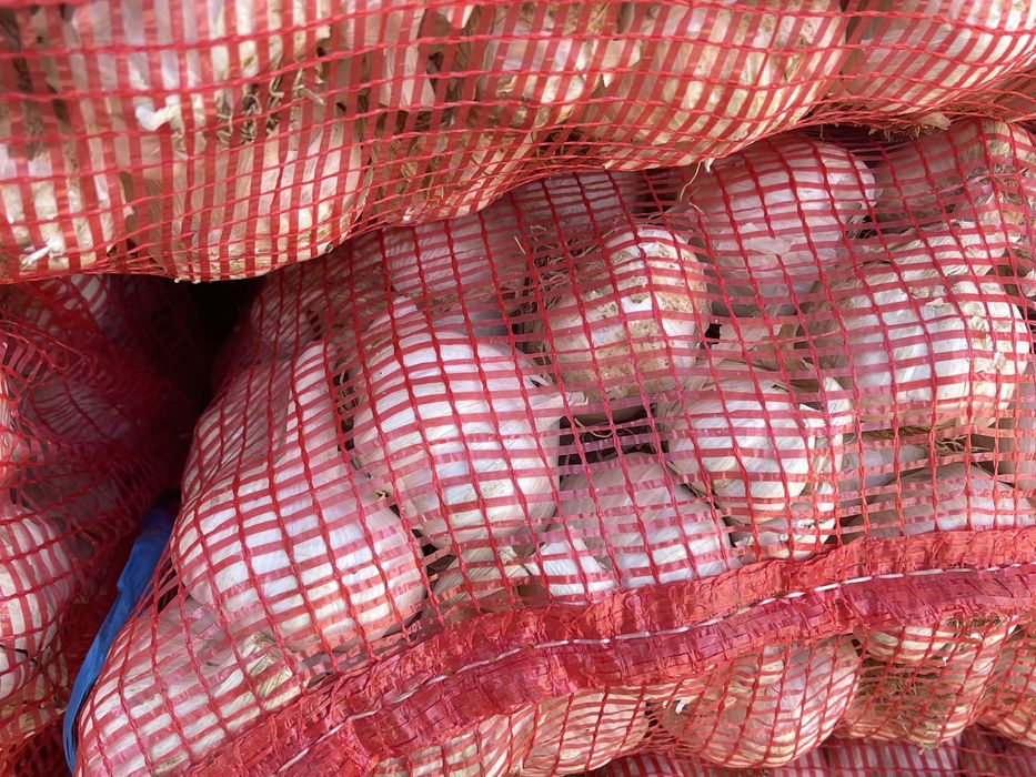 Usturoi pentru plantat si consum