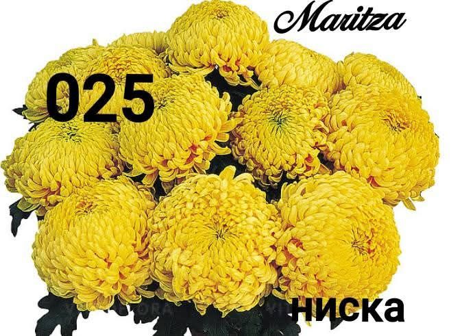 Хризантеми -7лв.бр.