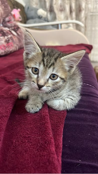 Отдам котят в добрые руки