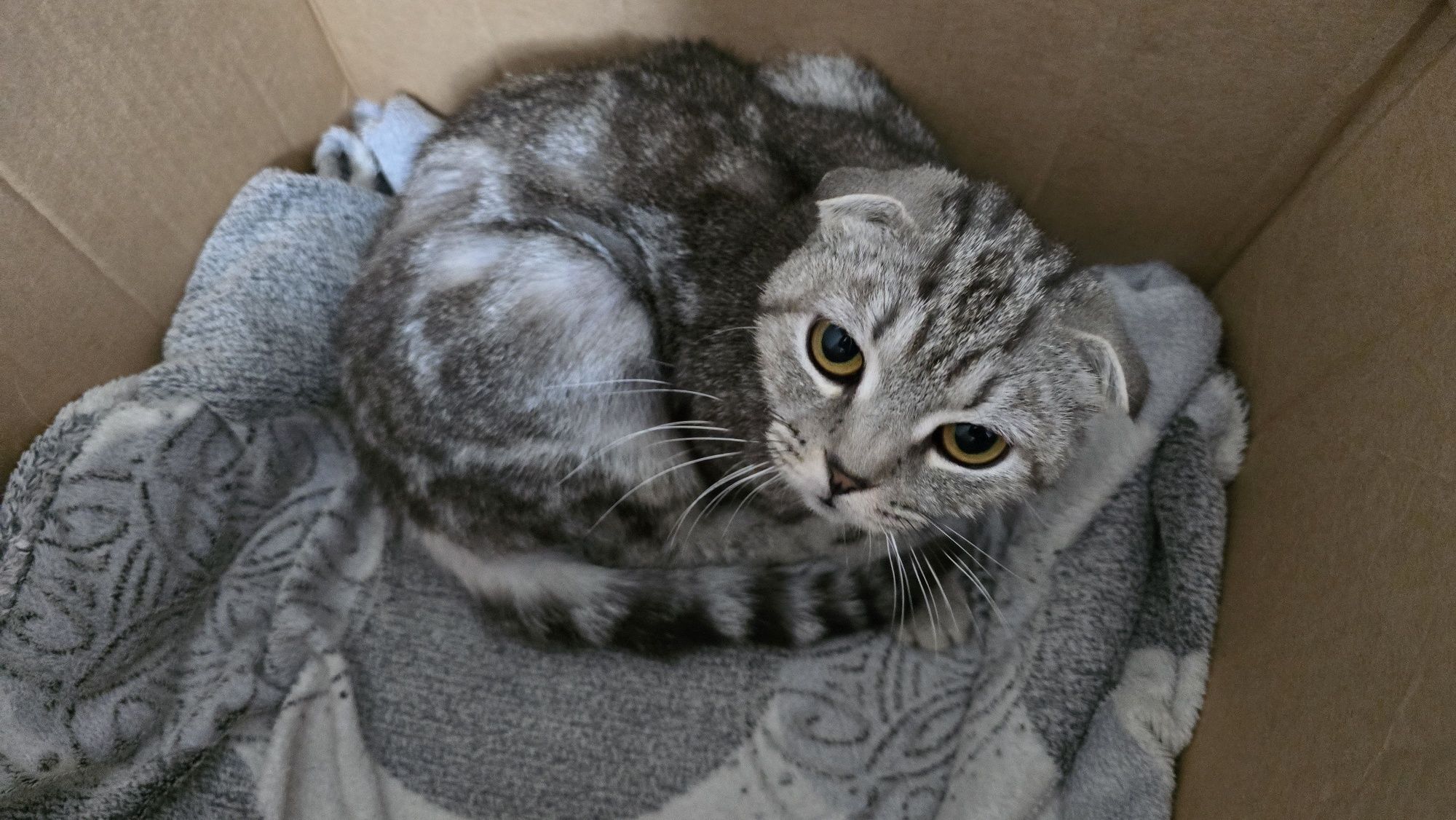Отдам Породистую кошку