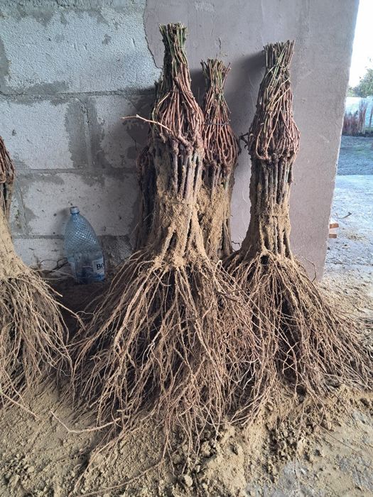 Butași viță de vie altoită anul 2 și anul 3