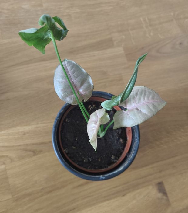 Пълзящи стайни цветя