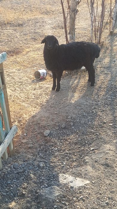 Қой сатамын Екі қой