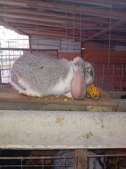 Vând iepuri berbec german