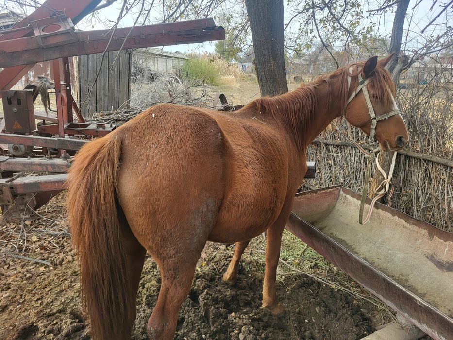 Бұғаз Бие сатылады, бордақы.