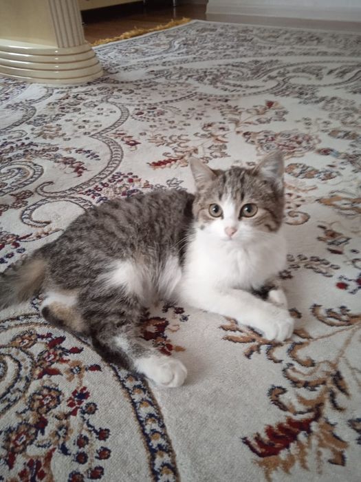 Кошечка в добруе руки