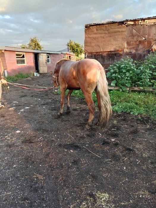 Айғыр сатам 3 жасар