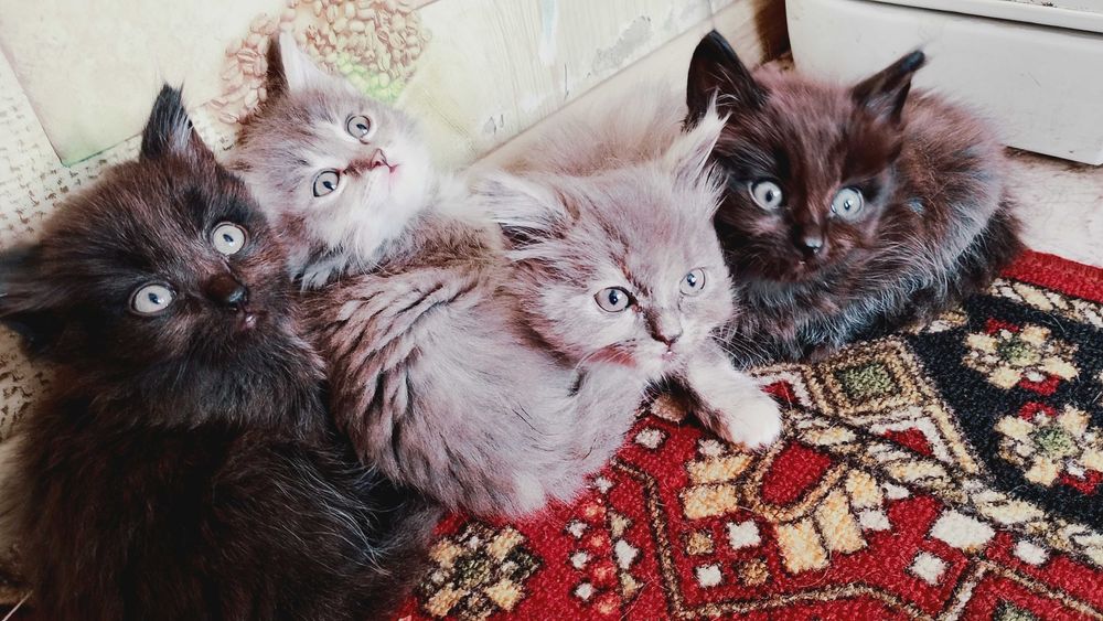 Котята ищут семью