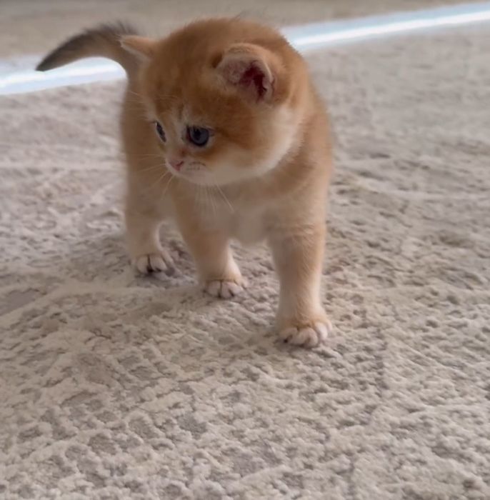 Шикарный Британец Золотая Шиншилла NY12