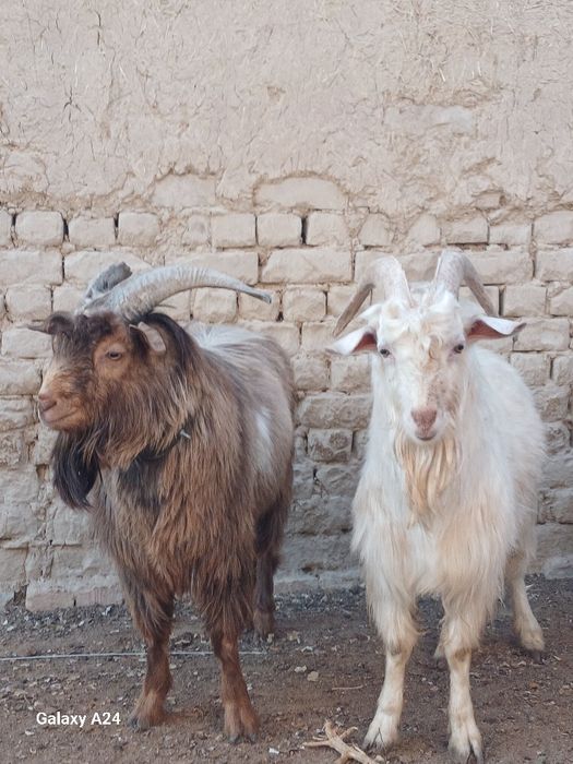 Теке Ешкі сатылады !  2 шт