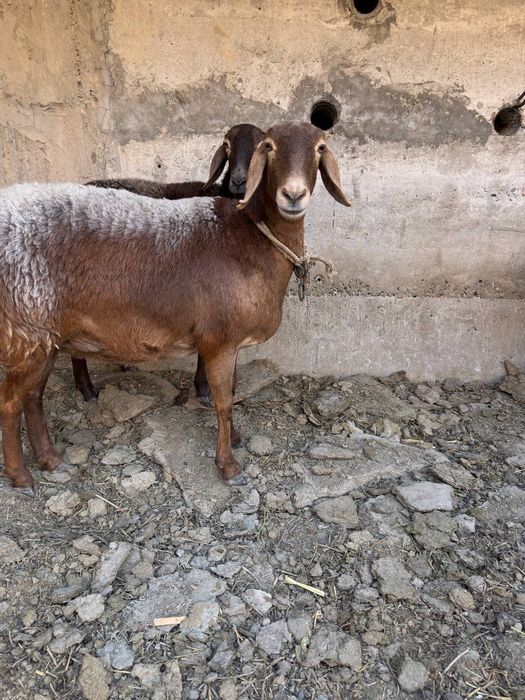 Arashan qõy soriladi