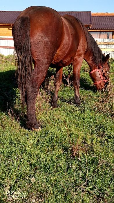 Vând mânză de 2 ani