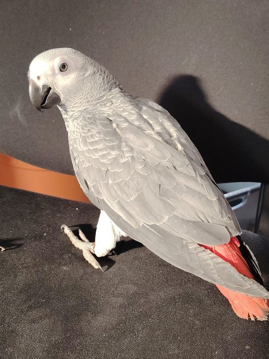 Schimb pui papagal Jako 3 luni mascul !