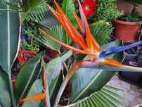 Strelitzia (Pasarea Paradisului) in ghiveci (neinflorita)