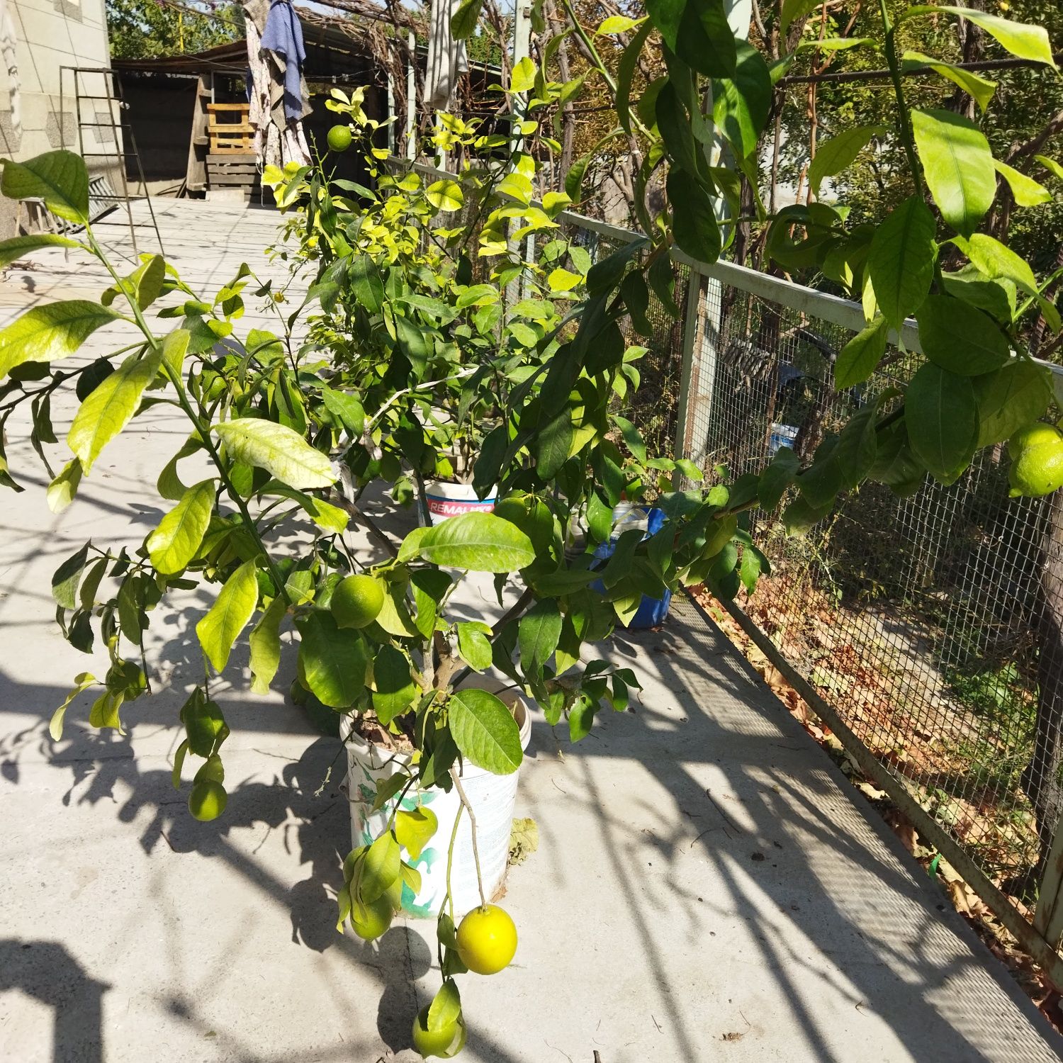 саженцы лимона и плодоносящие деревья