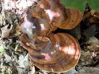 Ganoderma [Lucidum,  Applanatum]