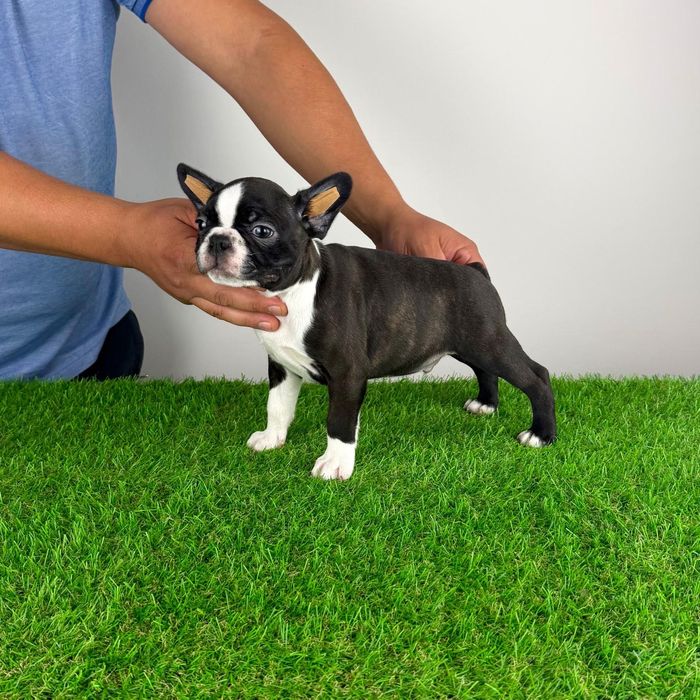 Pui Boston Terrier cu pedigree caută familie iubitoare