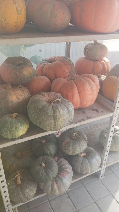 Тыква разных сортов , видов, вкусов  и размеров! от 50 грамм до 50 кил