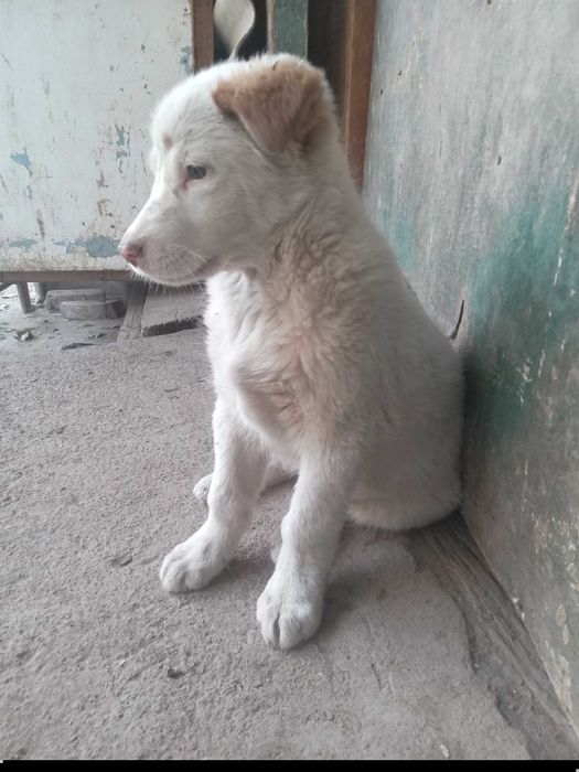 Отдам щенка даром