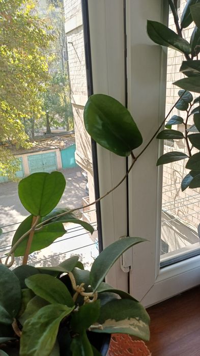 Продаются хойи. В горшках. Цены разные