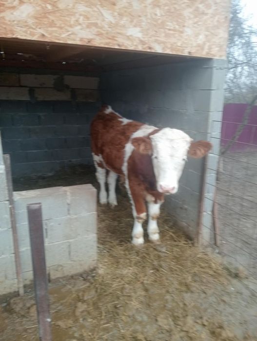 Vand tăuras baltată romaneasca