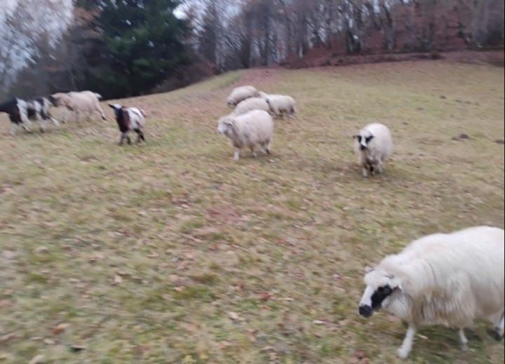 Oi de vanzare de a fata