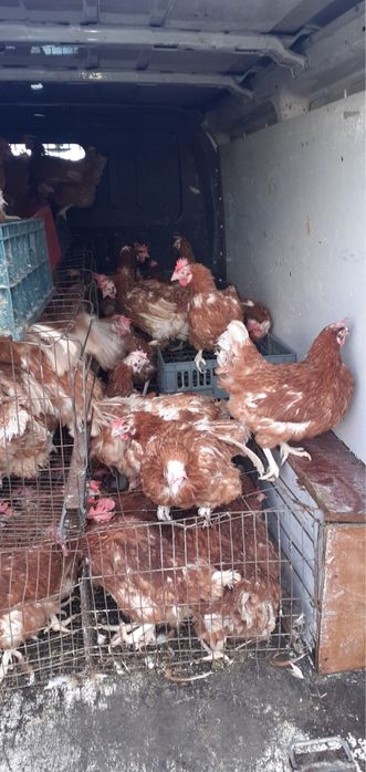 Vand gaini ouatoare cu transport in localitatea ta