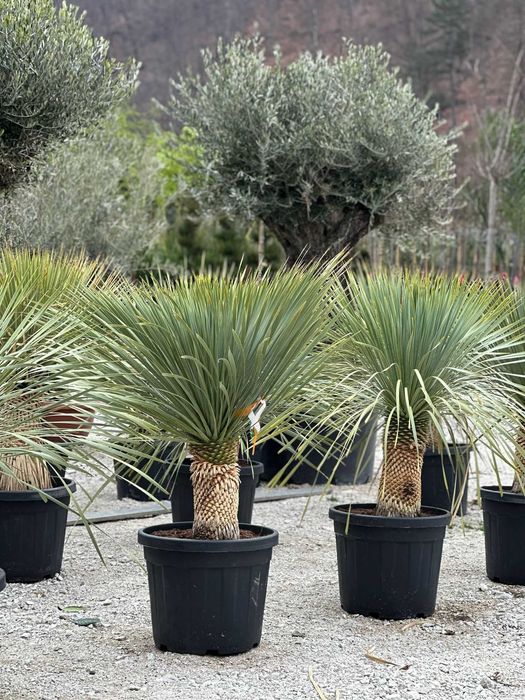 Palmier tranhicarpus