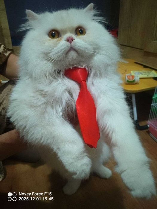 Vyazkaga. Skotish strayt