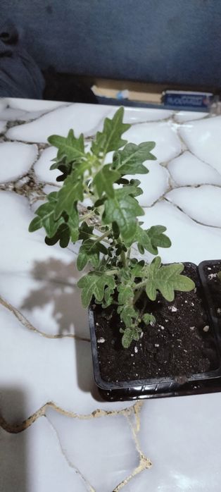 Плектрантус мята комнатная.