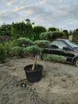 Bonsai de gradina Ienupăr gri-albăstrui colectie personala