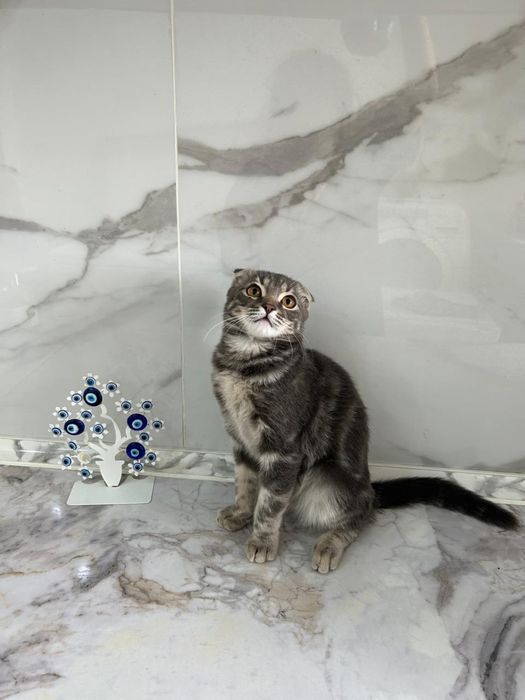 Кошечки в добрые руки!