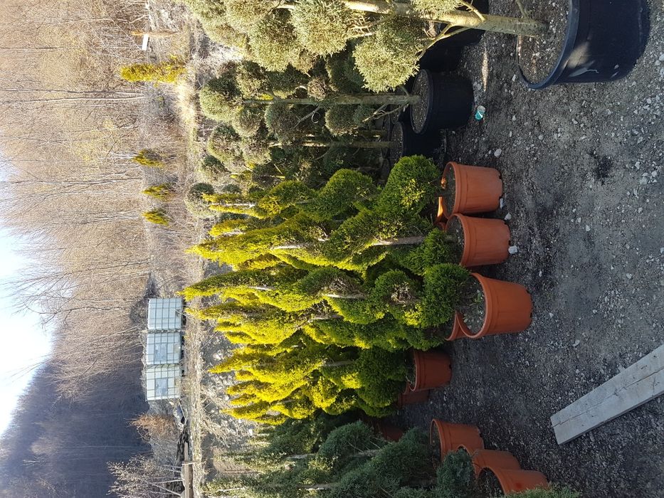 Plante ornamentale