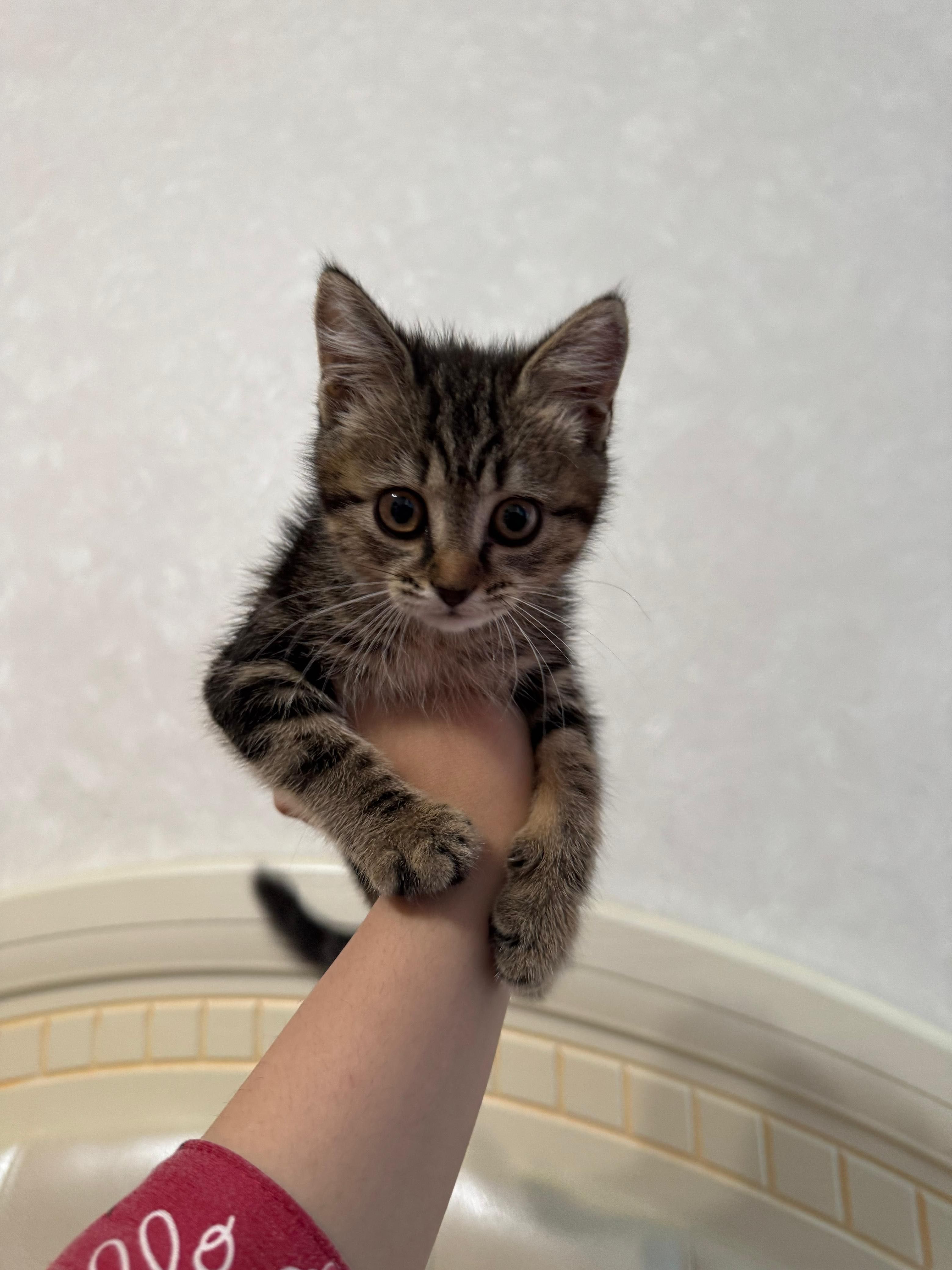 Милые котята ищут дом