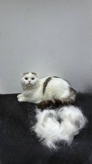 Профессиональный груминг для ваших любимцев!