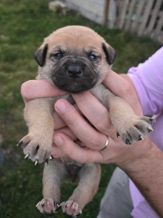 Ofer spre adopție 5 cățeluși – disponibili în aproximativ o lună