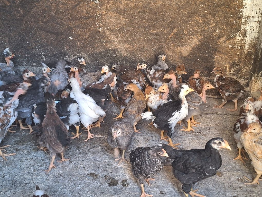 Pui rasă mixtă moțați (cocoși)