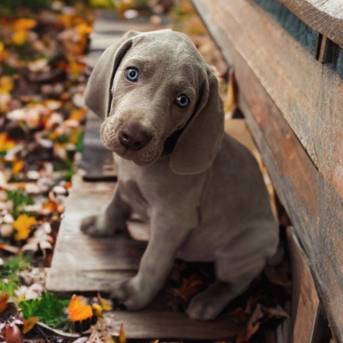 Vând Pui weimaraner