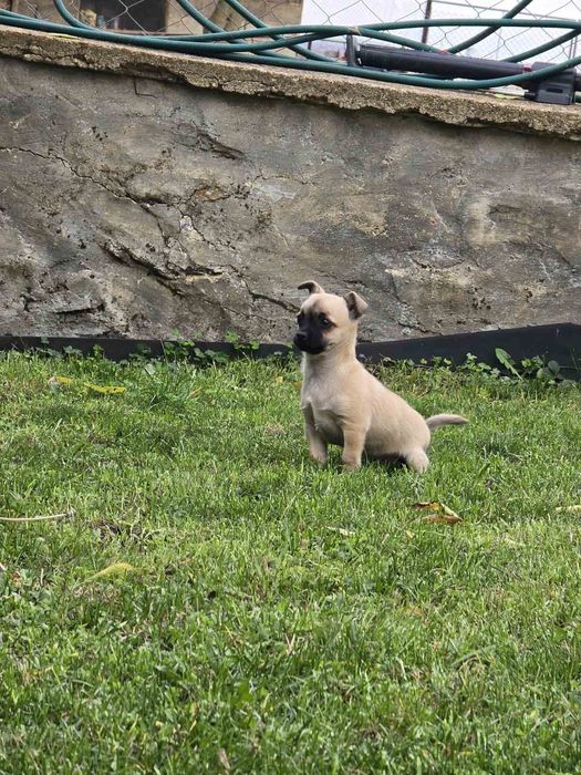 Чихуахуа момченце