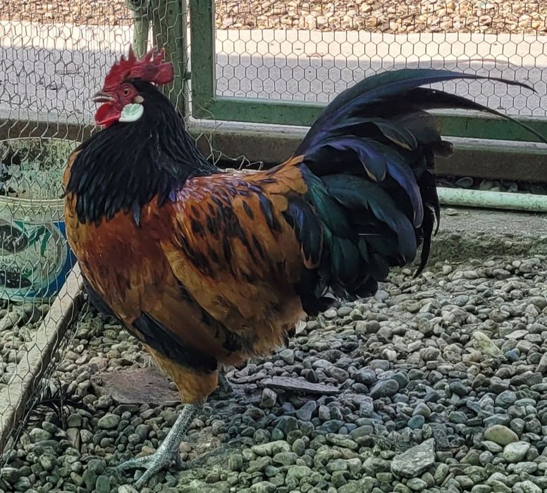 Vând cocoși austrolop și vorwerk