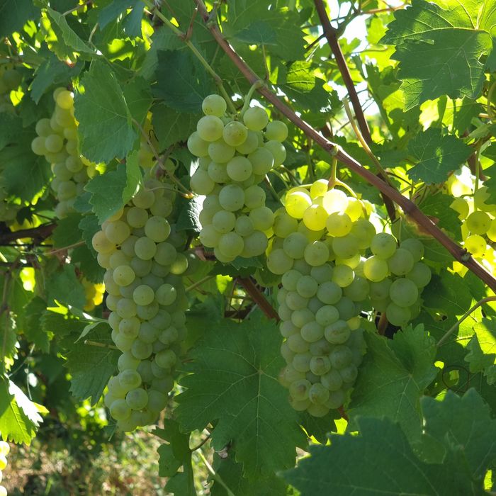 „Struguri pentru vin – preț producător 100%”